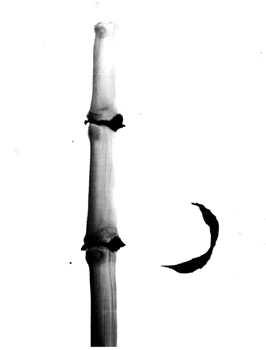 BAMBOO1